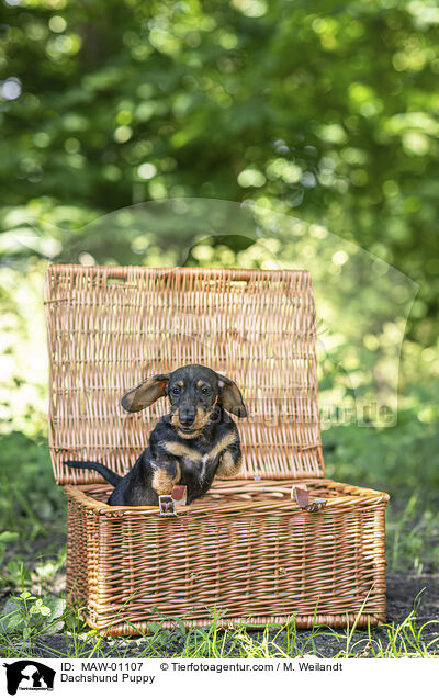 Dackel Welpe / Dachshund Puppy / MAW-01107