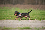 wirehaired teckel