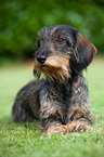 wirehaired teckel