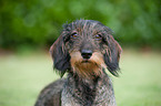 wirehaired teckel portrait