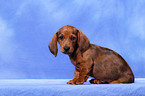 Tigerdachshund Puppy