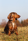 sitting Tigerdachshund