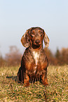 sitting Tigerdachshund