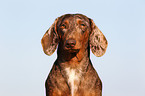 Tigerdachshund Portrait