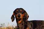 Tigerdachshund Portrait