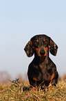 sitting Tigerdachshund