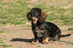 sitting dachshund puppy