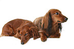 dachshunds