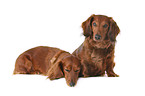 dachshunds