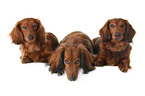 dachshunds