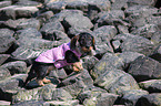 wirehaired Dachshund