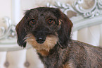 wirehaired dachshund portrait