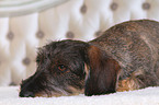 lying wirehaired dachshund