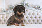 sitting wirehaired dachshund