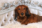 lying longhaired dachshund