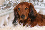 lying longhaired dachshund