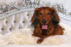 longhaired dachshund lies in bed