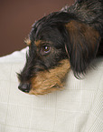 wirehaired Dachshund portrait