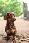 wirehaired Dachshund