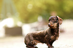 sitting wirehaired Dachshund