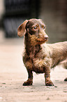 wirehaired Dachshund