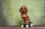 shorthaired Dachshund