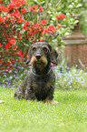 sitting wirehaired Dachshund