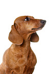 shorthaired Dachshund Portrait