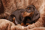 Dachshund Puppy