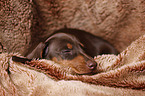 Dachshund Puppy