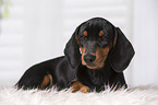 Dachshund Puppy