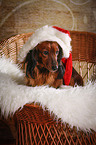 sitting longhaired Dachshund