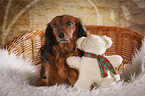 sitting longhaired Dachshund