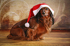 sitting longhaired Dachshund