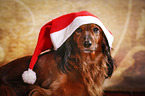 longhaired Dachshund Portrait