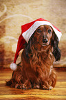 sitting longhaired Dachshund