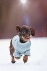 running wirehaired Dachshund