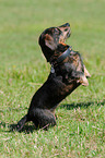 begging wirehaired Dachshund