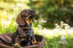 young shorthaired Dachshund