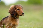 Dachshund Puppy