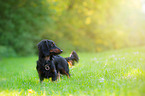 longhaired Dachshund