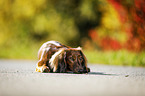 lying Dachshund