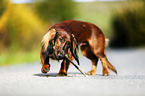 Dachshund with stick