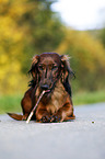 lying Dachshund