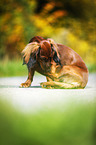 Dachshund is cleaning itself