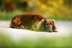 lying Dachshund