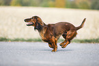 running Dachshund