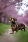 standing Dachshund