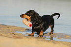 playing shorthaired Dachshund