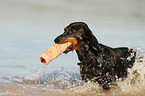 playing shorthaired Dachshund